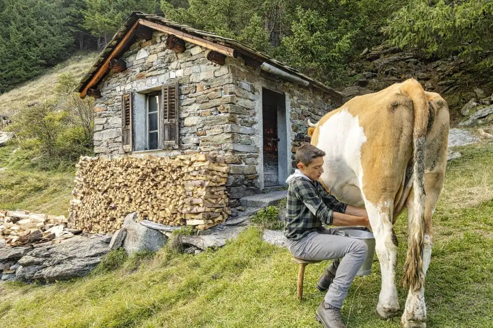 Sapori di Alpeggio, alpeggiatore che munge una mucca